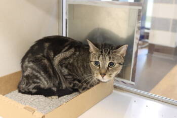 Rescue Domestic Short Hair Cats for Adoption in Houston, Texas - Dutchess | PetCurious