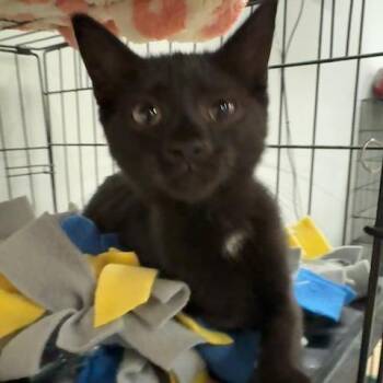 Fable -  Domestic Medium Hair Cat for Adoption in Lenexa, Kansas - Fable | PetCurious