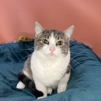 Domestic Short Hair Cats Available for Adoption in San Antonio, Texas - Meredith | PetCurious