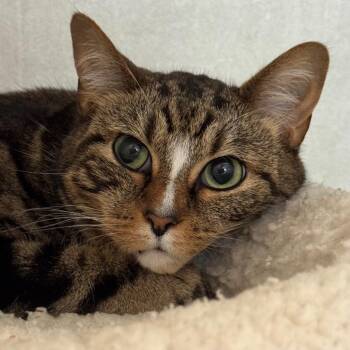 Domestic Medium Hair Cats Available for Adoption in Decatur, Georgia - Magnolia | PetCurious