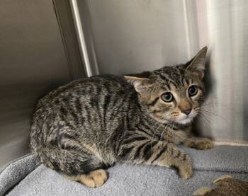 Rescue Domestic Short Hair Cats for Adoption in Dickson, Tennessee - Hallow | PetCurious