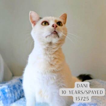 Dani -  Domestic Short Hair Cat for Adoption - Dani | PetCurious