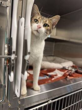 Nora -  Domestic Short Hair Cat for Adoption in Hilton Head Island, South Carolina - Nora | PetCurious