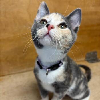 Rosalina -  Domestic Short Hair Cat for Adoption in Hopewell, Virginia - Rosalina | PetCurious