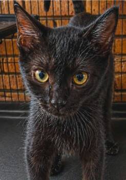 Domestic Short Hair Cats Available for Adoption in El Dorado, Arkansas - Yuki | PetCurious