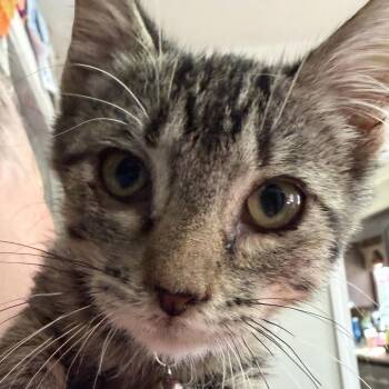 Rose -  Domestic Short Hair Cat for Adoption in Bedford, New Hampshire - Rose | PetCurious