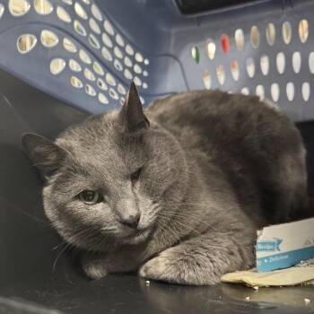 Domestic Short Hair Cats Available for Adoption - Mazie | PetCurious