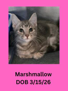 Marshmallow -  Domestic Short Hair Cat Available for Adoption in Ravenna, Ohio - Marshmallow | PetCurious