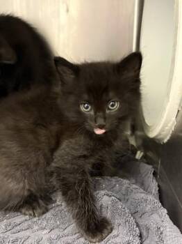 Ravi -  Domestic Short Hair Cat for Adoption in Gainesville, Florida - Ravi | PetCurious