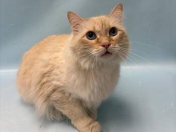 Munster Cheese -  Ragdoll and Domestic Short Hair Cat for Adoption in Minneapolis, Minnesota - Munster Cheese | PetCurious