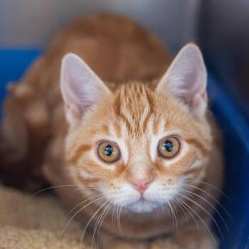 Domestic Short Hair Cats Available for Adoption - Mario (bonded With Louise) | PetCurious