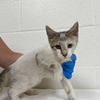 SVAS-Stray-38827 -  Domestic Short Hair Cat for Adoption in Lyndhurst, Virginia - SVAS-Stray-38827 | PetCurious