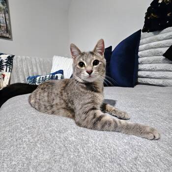 Domestic Short Hair Cats Available for Adoption - Nesta | PetCurious