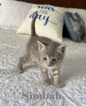 Domestic Short Hair Cats Available for Adoption in Crown Point, Indiana - Sumbah | PetCurious