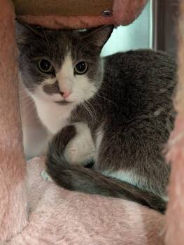 Domestic Short Hair Cats Available for Adoption - Smudge | PetCurious