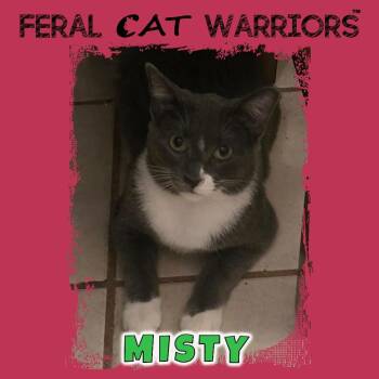 Domestic Short Hair Cats Available for Adoption in Kingman, Arizona - Misty EH | PetCurious