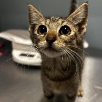 Swedish Fish -  Domestic Short Hair Cat for Adoption in Chattanooga, Tennessee - Swedish Fish | PetCurious