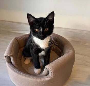 Rescue Domestic Short Hair Cats for Adoption in Dekalb, Illinois - Patch | PetCurious