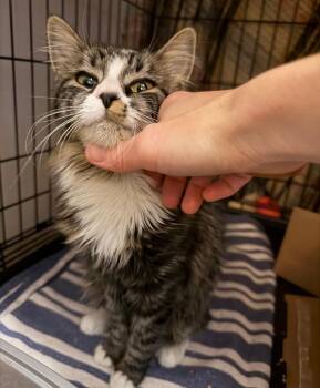 Domestic Medium Hair Cats Available for Adoption in Reno, Nevada - Baby | PetCurious