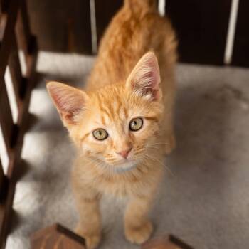 Thor -  Domestic Short Hair Cat for Adoption in Spanish Fork, Utah - Thor | PetCurious