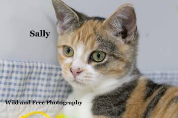Sally -  Domestic Short Hair and Calico Cat for Adoption in Morehead, Kentucky - Sally | PetCurious