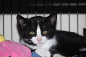 Ghost Pepper -  Tuxedo Cat for Adoption in Calgary, Alberta - Ghost Pepper | PetCurious
