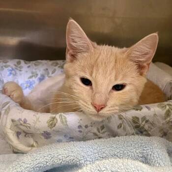 Sunny -  Domestic Short Hair Cat for Adoption in Baltimore, Maryland - Sunny | PetCurious