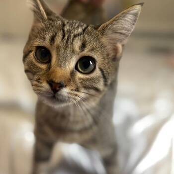 Forever Country -  Domestic Short Hair Cat for Adoption in Fredericksburg, Virginia - Forever Country | PetCurious