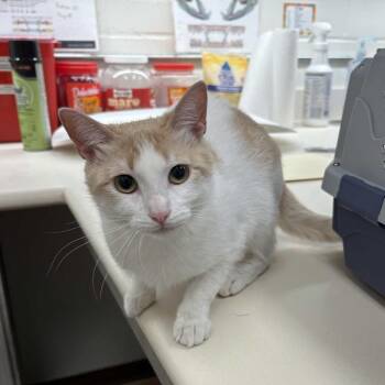 Angelica -  Domestic Short Hair Cat for Adoption in Beaumont, Texas - Angelica | PetCurious