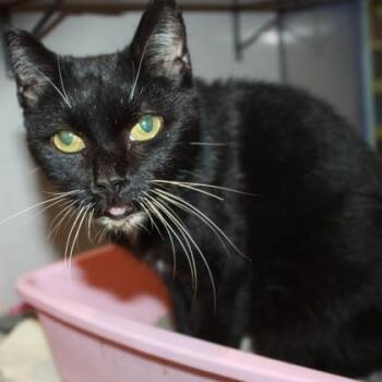 Riverrock -  Domestic Short Hair Cat for Adoption in Richmond, Virginia - Riverrock | PetCurious