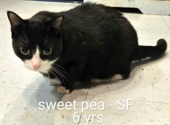 Sweetpea -  Domestic Short Hair Cat for Adoption in Amherst, Virginia - Sweetpea | PetCurious