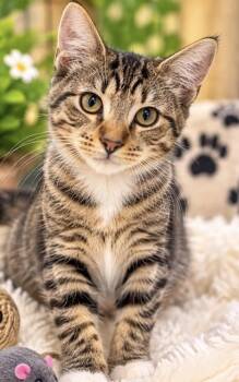 MYLES -  Tabby Cat for Adoption in Margate, Florida - MYLES | PetCurious