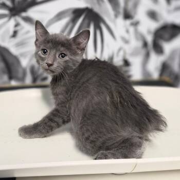 Sauerkraut -  Domestic Medium Hair Cat for Adoption in Wahiawa, Hawaii - Sauerkraut | PetCurious