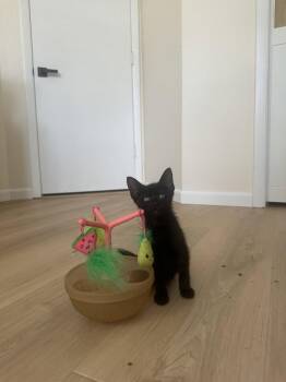 Wanda -  Domestic Short Hair Cat for Adoption in Orlando, Florida - Wanda | PetCurious