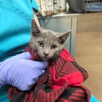 Kendall -  Domestic Short Hair Cat for Adoption in Chattanooga, Tennessee - Kendall | PetCurious