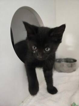 Lurch -  Domestic Short Hair Cat Available for Adoption in Savannah, Georgia - Lurch | PetCurious