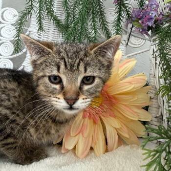 Domestic Short Hair Cats Available for Adoption in Eaton Rapids, Michigan - Gentle Little Man 56085 | PetCurious