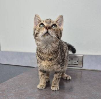 Domestic Short Hair Cats Available for Adoption - Willow | PetCurious