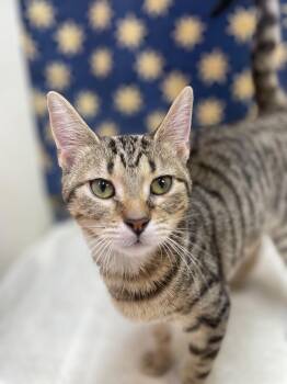Domestic Short Hair Cats Available for Adoption - Olive | PetCurious