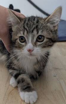 August -  Domestic Short Hair Cat for Adoption in Dayton, Minnesota - August | PetCurious