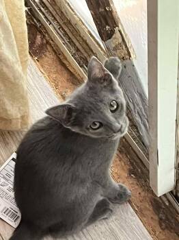 Rescue American Shorthair and Russian Blue Cats for Adoption in Charlotte, North Carolina - Molly Pea — “Miss Molly Ma’am” | PetCurious