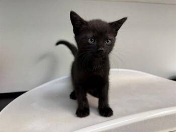 LENI LOUD -  Domestic Short Hair Cat for Adoption in Antioch, California - LENI LOUD | PetCurious