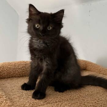 Denali - Gorgeous & Loving -  Domestic Medium Hair Cat for Adoption in Hamilton, Ontario - Denali - Gorgeous & Loving | PetCurious