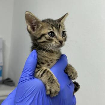 Benadryl -  Domestic Short Hair Cat for Adoption in New York, New York - Benadryl | PetCurious