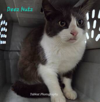 Rescue Domestic Short Hair Cats for Adoption in Cambridge, Maryland - Deez Nutz | PetCurious