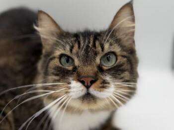 Domestic Medium Hair Cats Available for Adoption in Portland, Oregon - Astrid | PetCurious