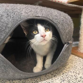 Dragon -  Domestic Short Hair Cat for Adoption in Fresno, California - Dragon | PetCurious