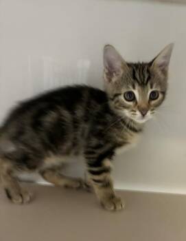 Elbow Macaroni -  Domestic Short Hair Cat for Adoption in Salt Lake City, Utah - Elbow Macaroni | PetCurious