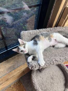 Cooky -  Calico Cat for Adoption in Richmond, Virginia - Cooky | PetCurious