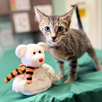 Egg Biter -  Domestic Short Hair Cat for Adoption in South Elgin, Illinois - Egg Biter | PetCurious